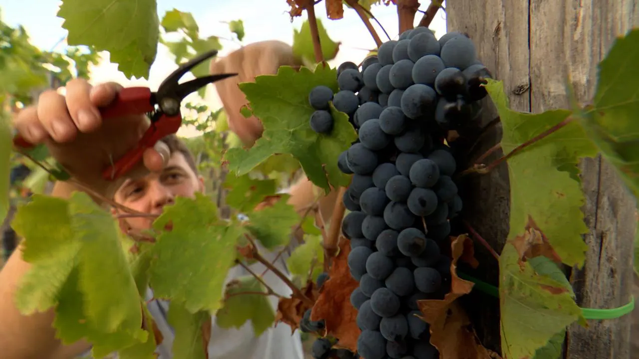 Giulio Steiger devenu vigneron