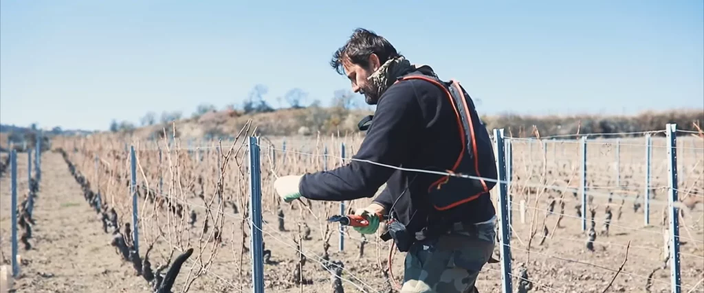 Stéphane Bonjean, vigneron