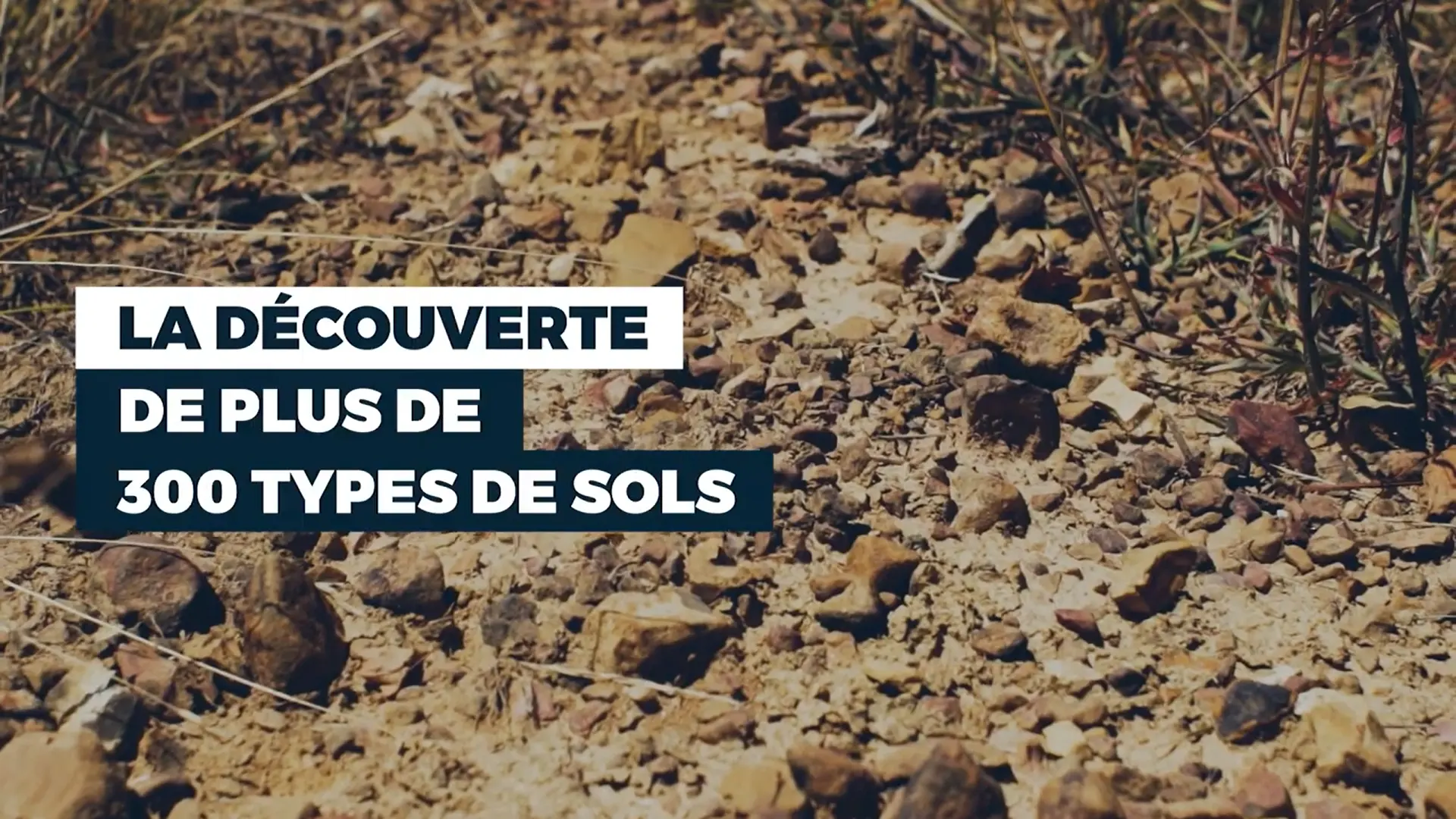 Le vignoble du Beaujolais, une mosaïque de sols